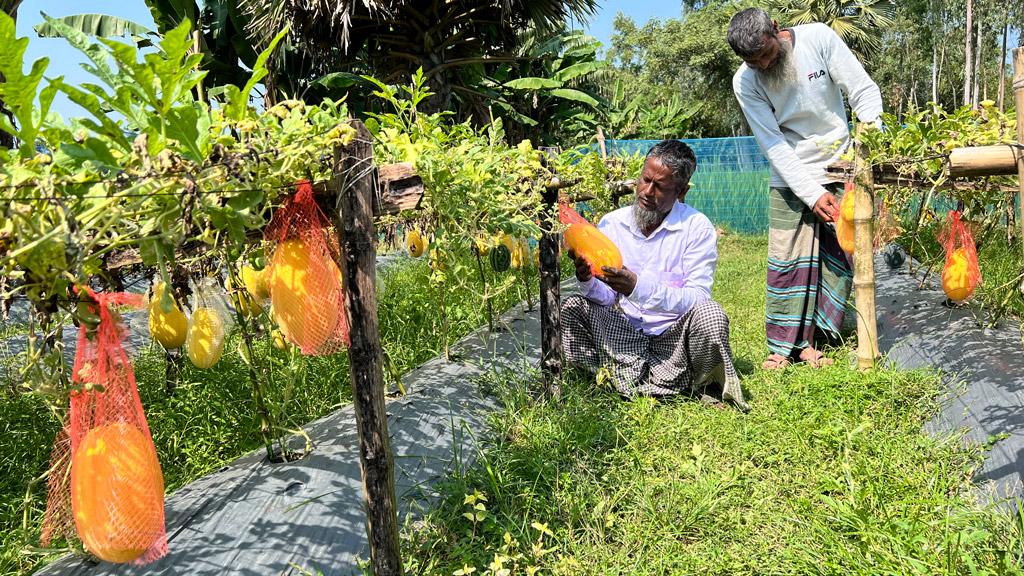 রঙিন তরমুজ চাষে আগ্রহ বাড়ছে কৃষকের