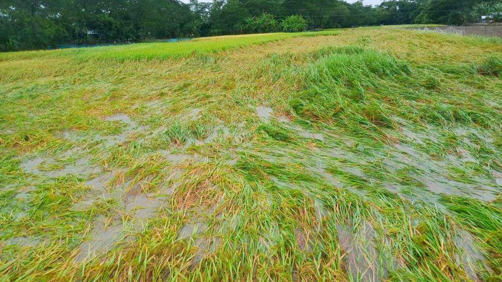 মিধিলির আঘাতে পটুয়াখালীতে ধানে ব্যাপক ক্ষতির আশঙ্কা, নৌযান চলাচল বন্ধ