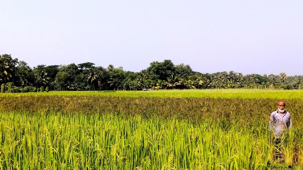 কালিজিরা ধানে আগ্রহ কমছে