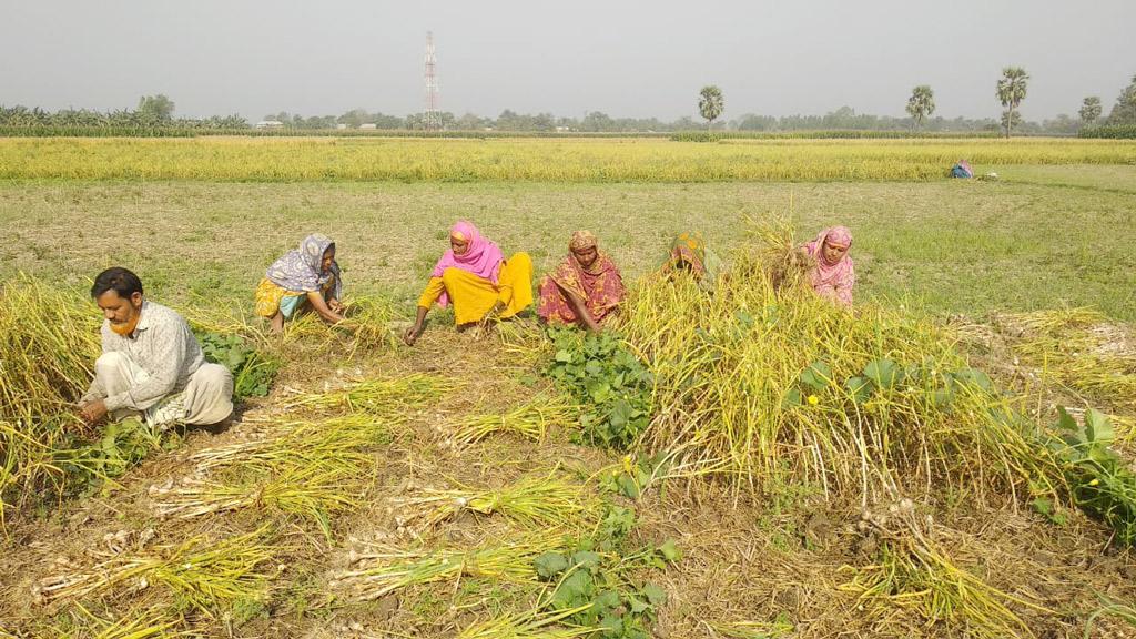 গুরুদাসপুরে ভালো ফলনেও মলিন রসুনচাষিদের মুখ