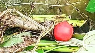 বগুড়ায় বিএনপির সাবেক নেত্রীর বাড়ির পাশে অবিস্ফোরিত ককটেল