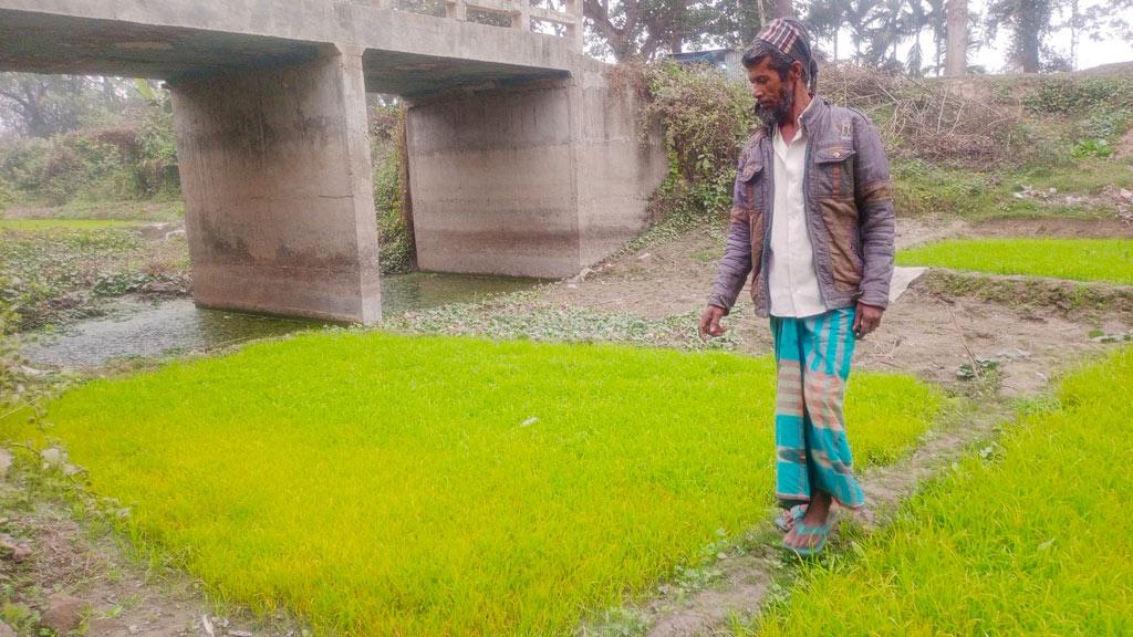 ঘন কুয়াশায় হলদে রং ধরেছে বীজতলায়, দুশ্চিন্তায় কৃষকেরা