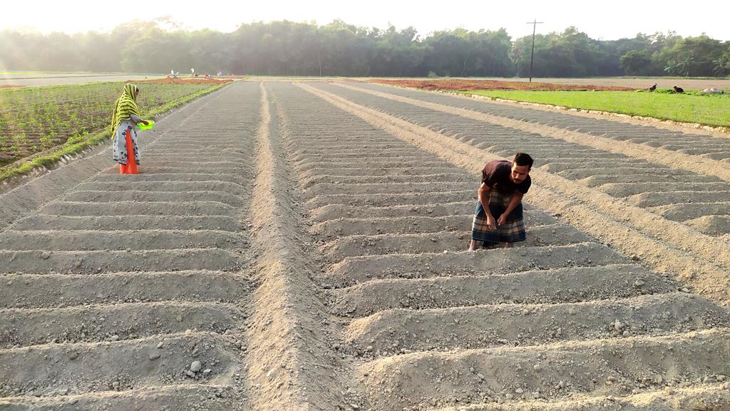 আগাম আলু চাষে ব্যস্ত ব্রাহ্মণপাড়ার কৃষকেরা