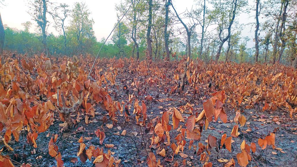 বিস্তীর্ণ বনে আগুনের ক্ষত