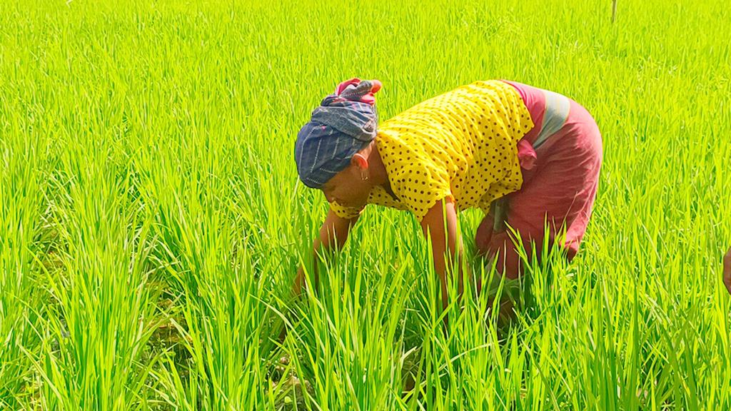 খাদ্যনিরাপত্তায় দক্ষিণ এশিয়ায় সর্বোচ্চ উন্নতি বাংলাদেশের