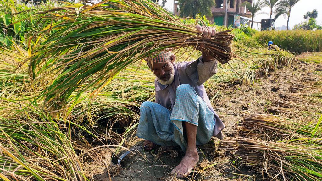 লক্ষ্যমাত্রা ছাড়াল আবাদ