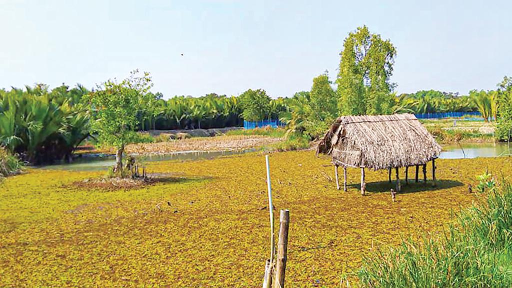 সুন্দরবনের পাশে মাছ চাষ