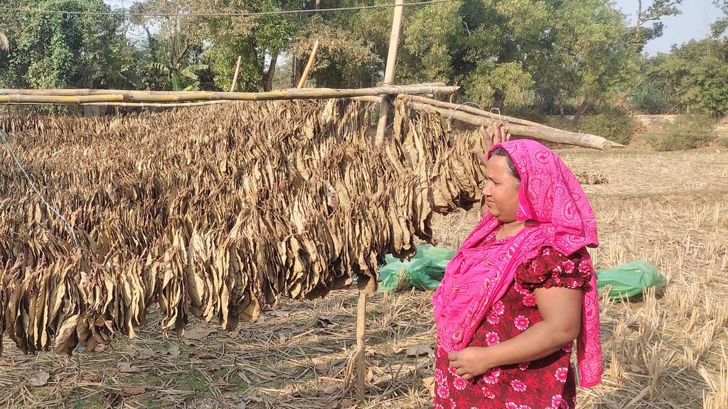 গাদিলাপাতা বেচে সংসারের হাল ধরছেন শ্রীপুরের নারীরা