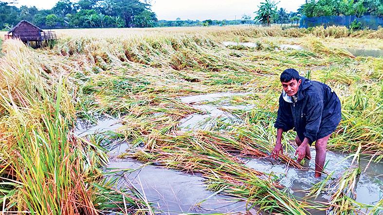 বটিয়াঘাটায় বৃষ্টিতে নুয়ে পড়েছে ধান