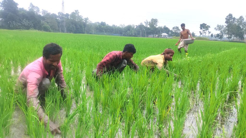 আউশের ফলন ও দাম দুটিই ভালো নন্দীগ্রামে