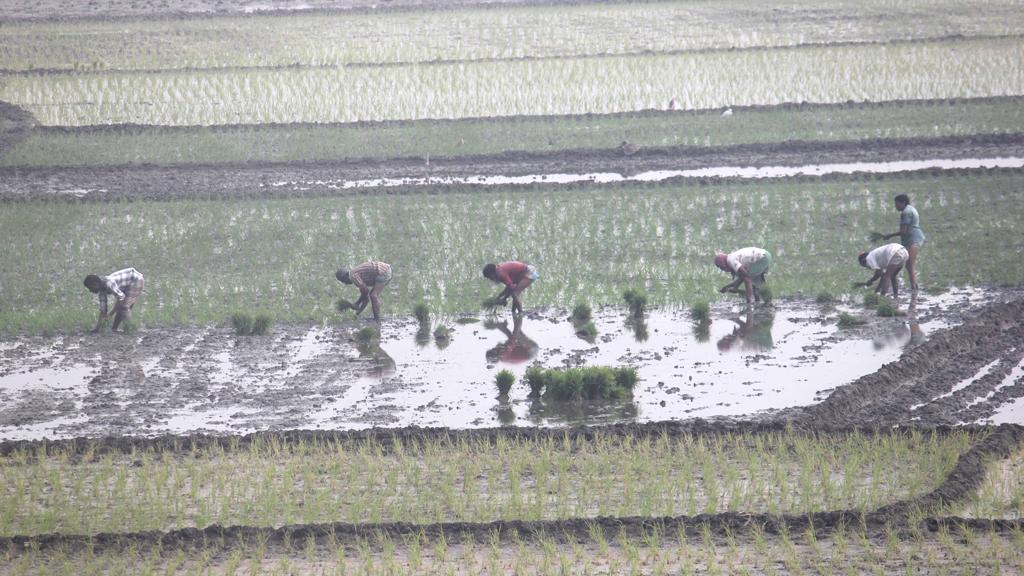 বোরো ধানের চারা রোপণে ব্যস্ত কৃষক