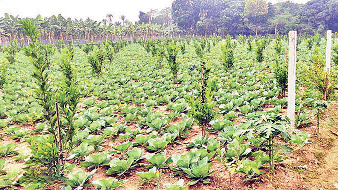 একসঙ্গে তিন ফসলের চাষ