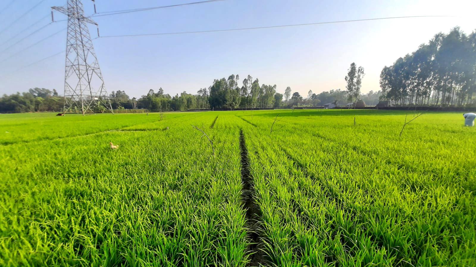 নতুন ধানের সবুজ ঢেউয়ে স্বপ্ন বুনছেন কৃষক