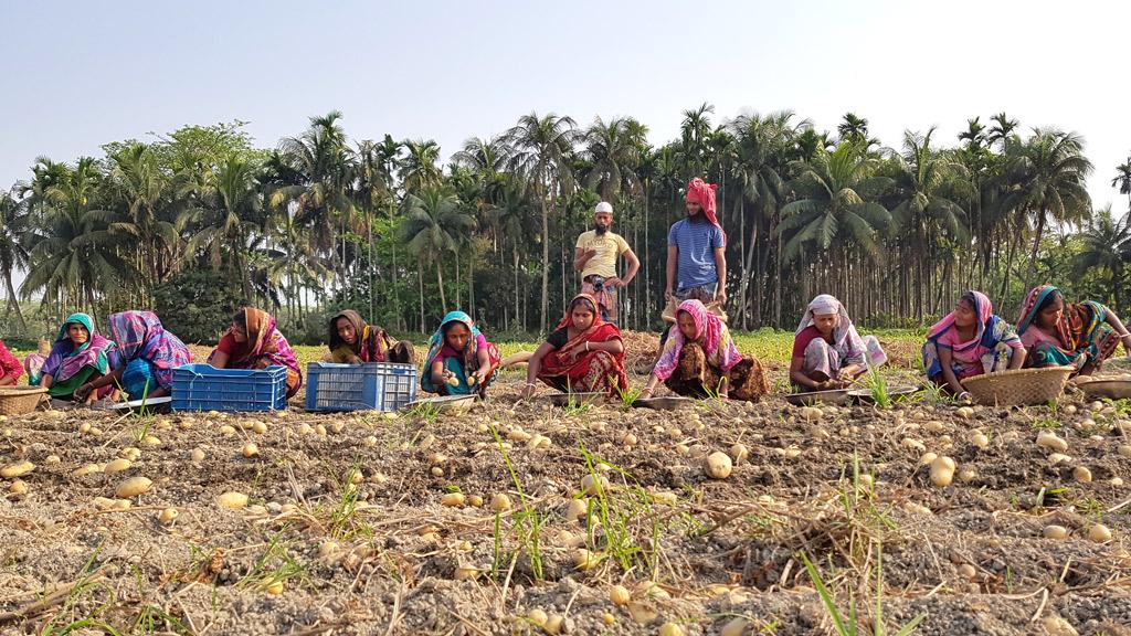 লালমোহনে আলুর ভালো ফলন, খুশি কৃষক