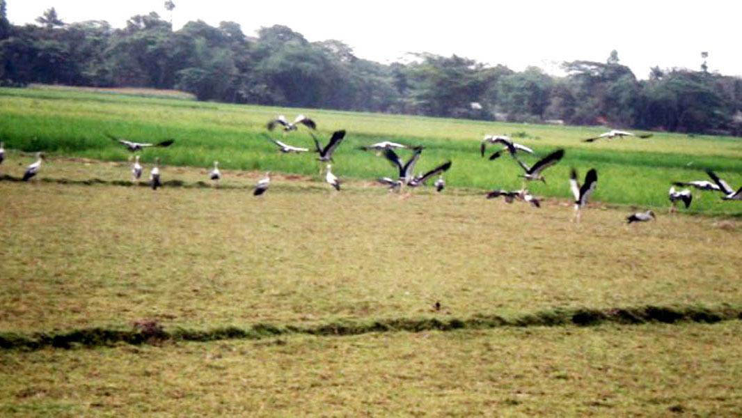 বাঁশির সুরে পরিযায়ী পাখি শিকার