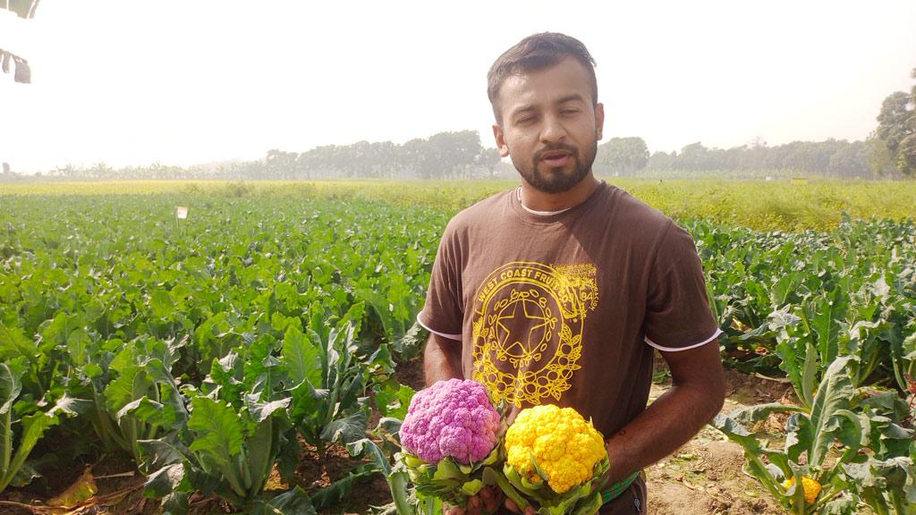 রঙিন ফুলকপি কিনছে সৌন্দর্যের জন্য