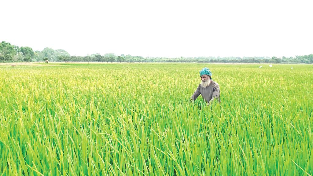 পরিমিত সারে ভালো ফলন