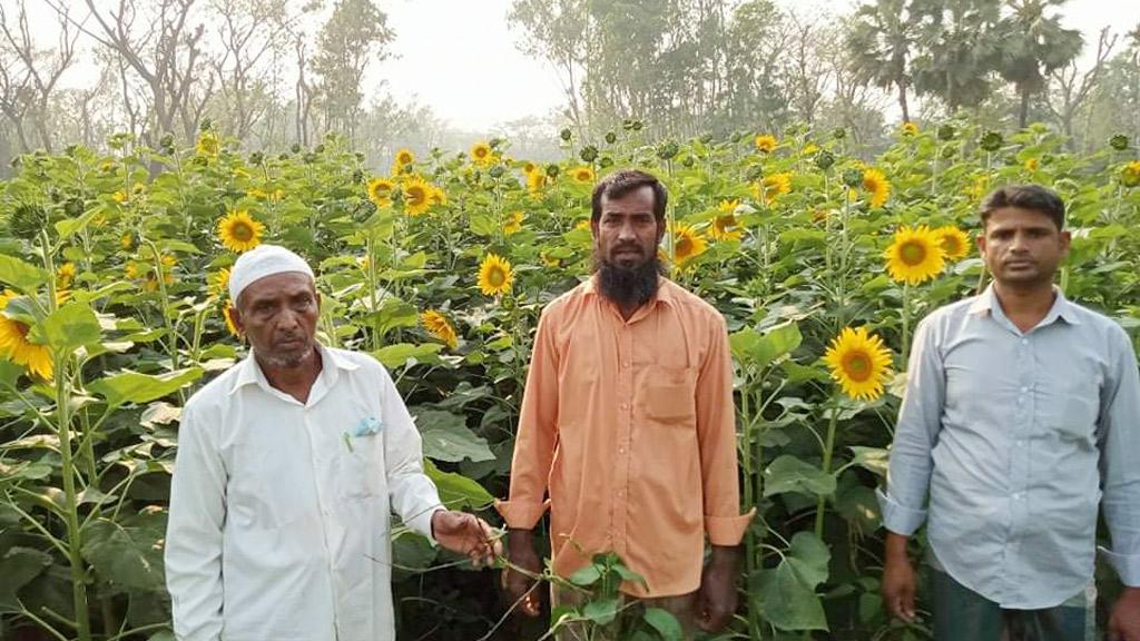 সূর্যমুখীতে হাসছেন ৩ কৃষক