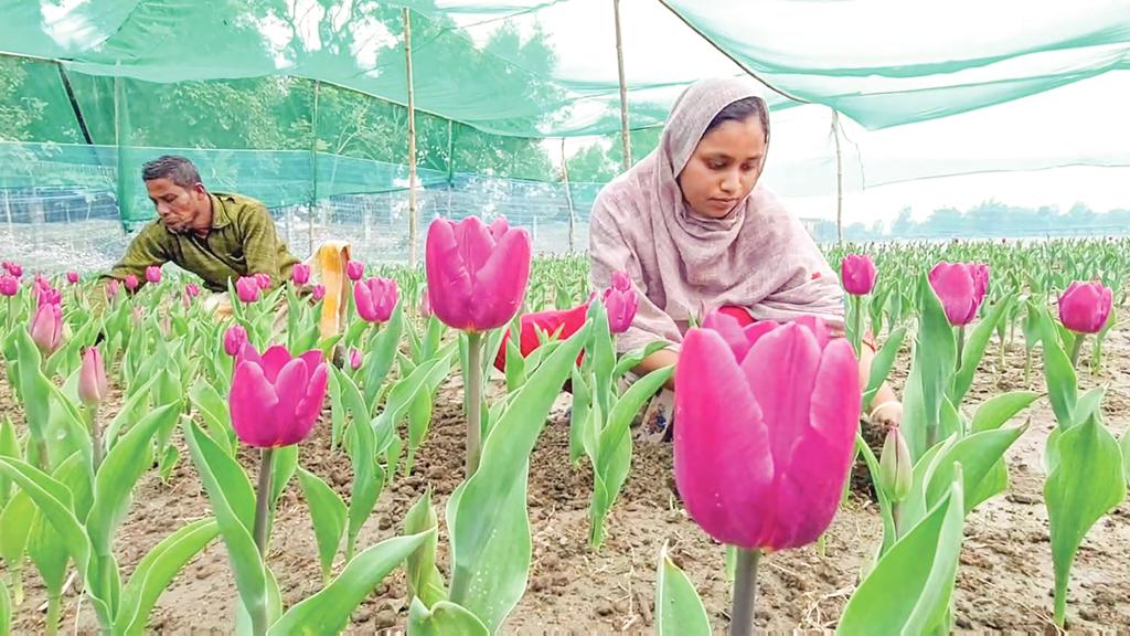 তেঁতুলিয়ায় ফুটেছে টিউলিপ