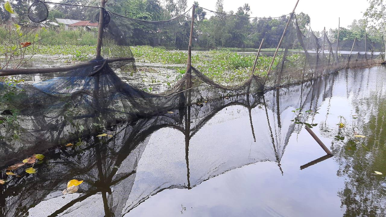 নাগেশ্বরীতে বন্যায় ভেসে গেছে ৬৩ লাখ টাকার মাছ