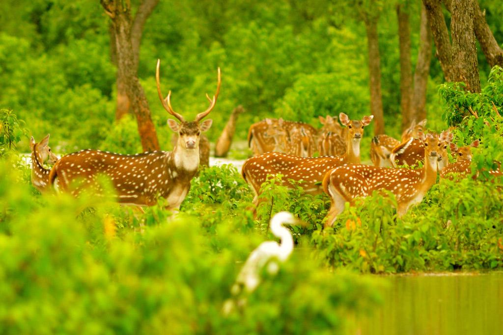 সুন্দরবন থেকে ১৩২ কেজি হরিণের মাংস উদ্ধার