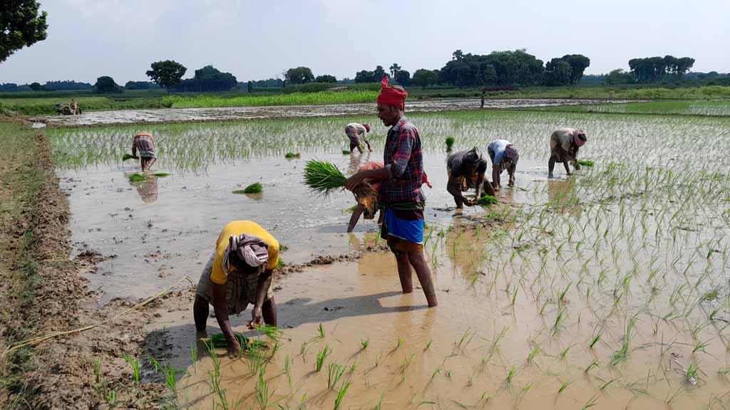 টানা কয়েক দিনের বৃষ্টিতে স্বস্তি, খুশি দৌলতপুরের আমনচাষিরা