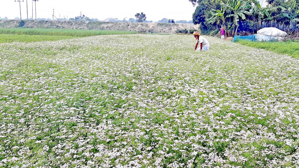 ধনেপাতা চাষে খরচ কম, লাভ বেশি