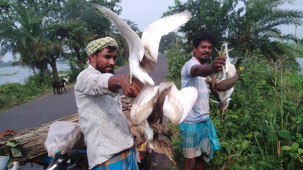 পাখিপ্রেমীর ভালোবাসায় মুক্ত হয়ে আকাশে ডানা মেলল ৪০ বক