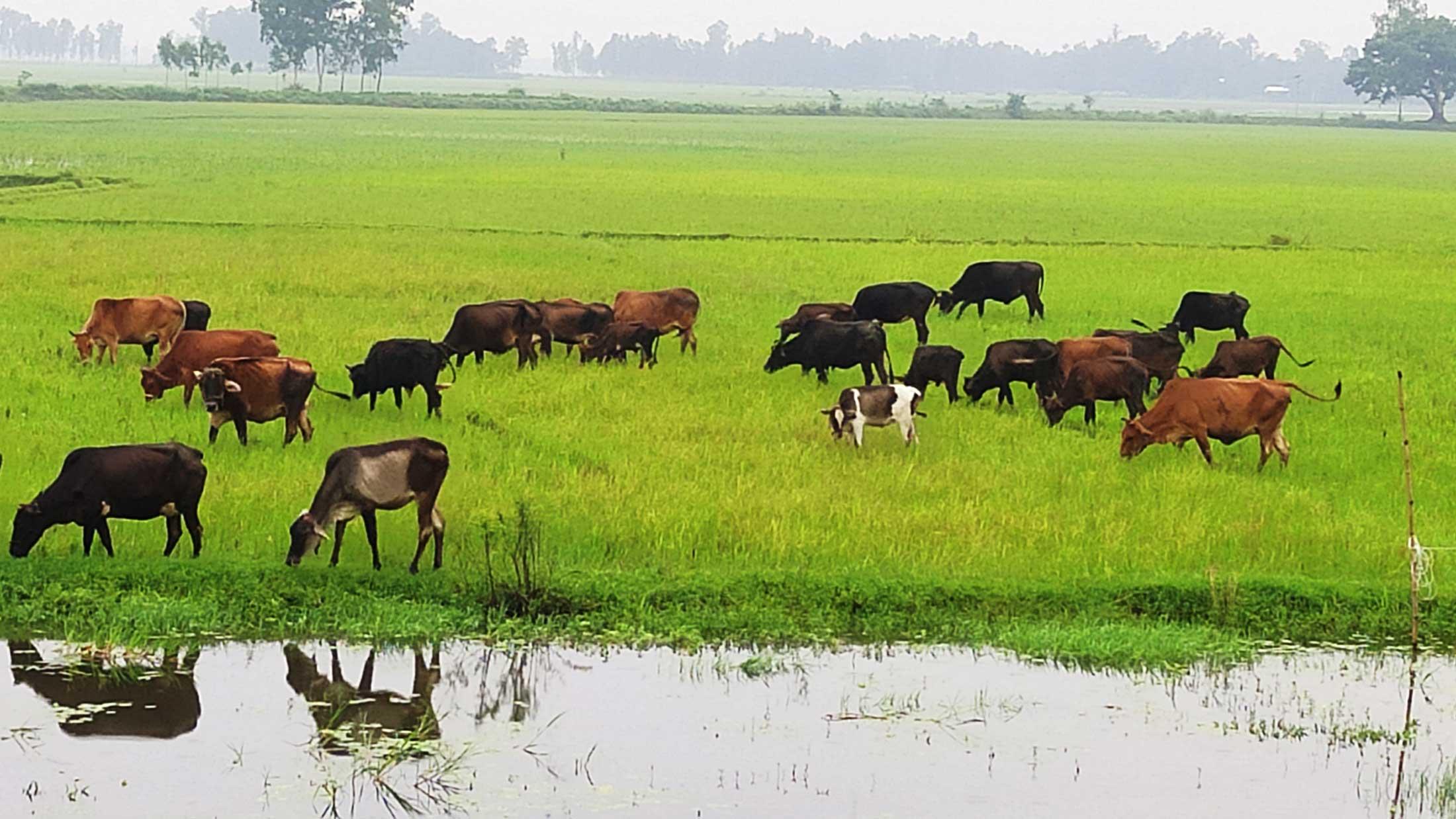 উল্লাপাড়ায় সবুজ ঘাসে ছেয়ে গেছে গবাদিপশুর চারণভূমি