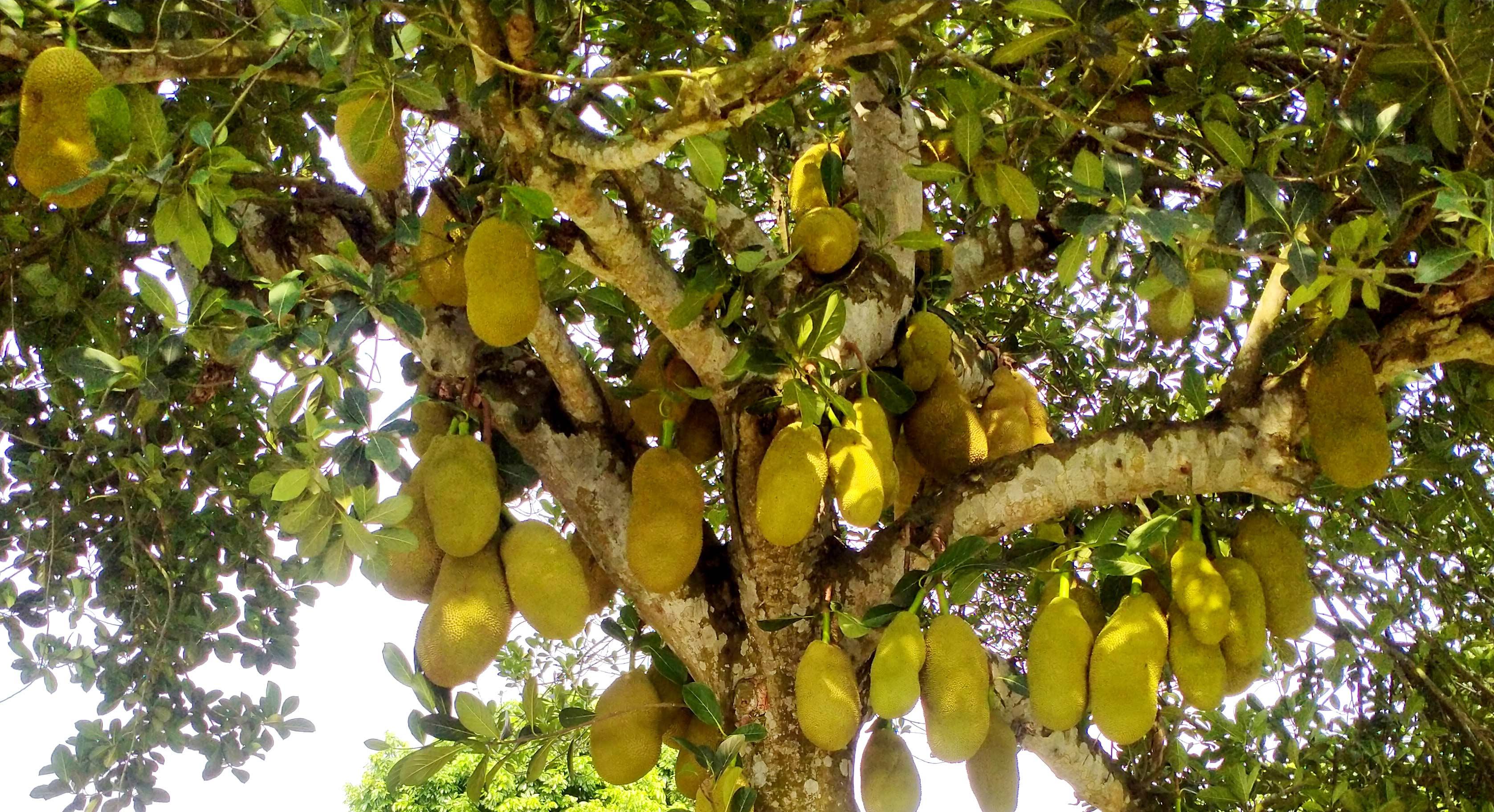 একটি কাঁঠালের দুঃখ কাহিনি