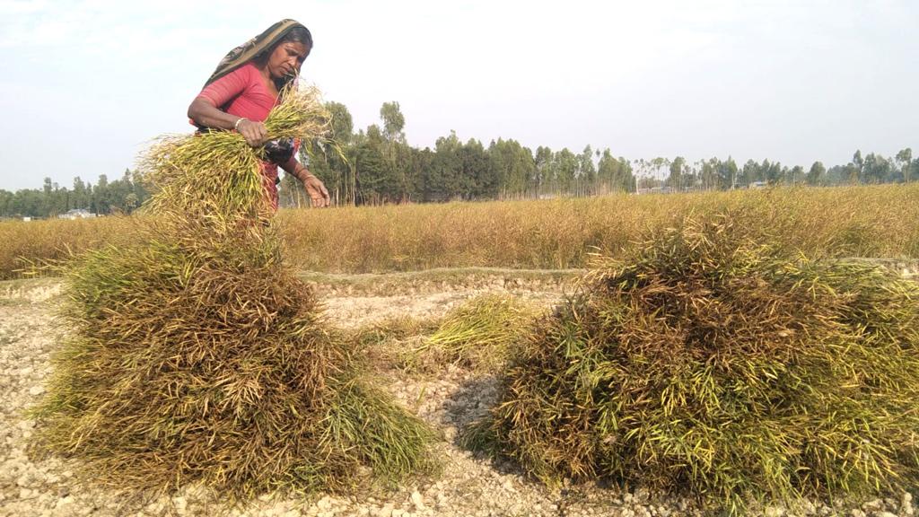 পরিত্যক্ত বিলে দুই ফসল