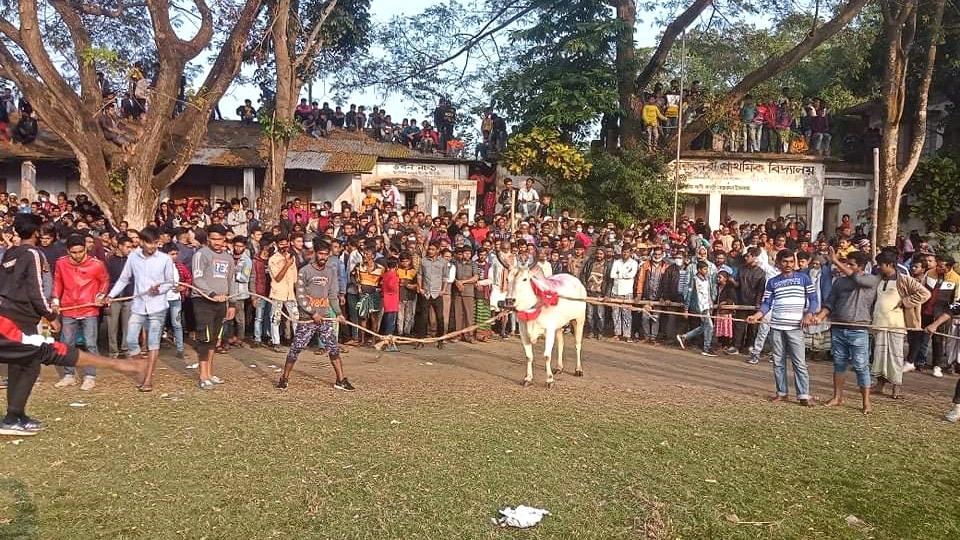 গরু দৌড় দেখতে সাধু মেলায় ভিড়