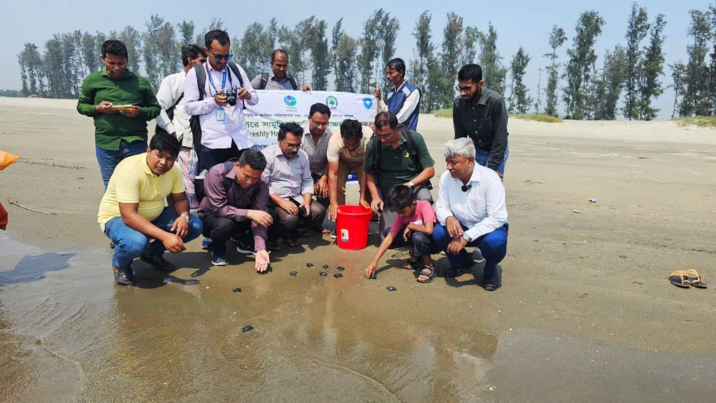 সাগরে ফিরল অলিভ রিডলির ৩২টি বাচ্চা, দুটি মা কচ্ছপে ট্যাগিং ডিভাইস সংযুক্ত 