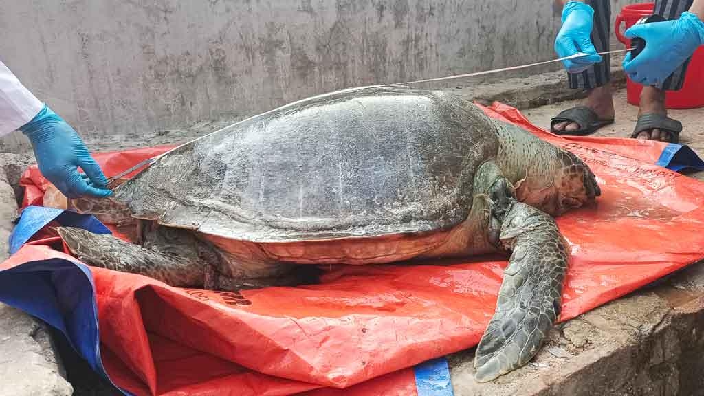 কক্সবাজার সমুদ্র সৈকতে মা কচ্ছপের মরদেহ উদ্ধার 