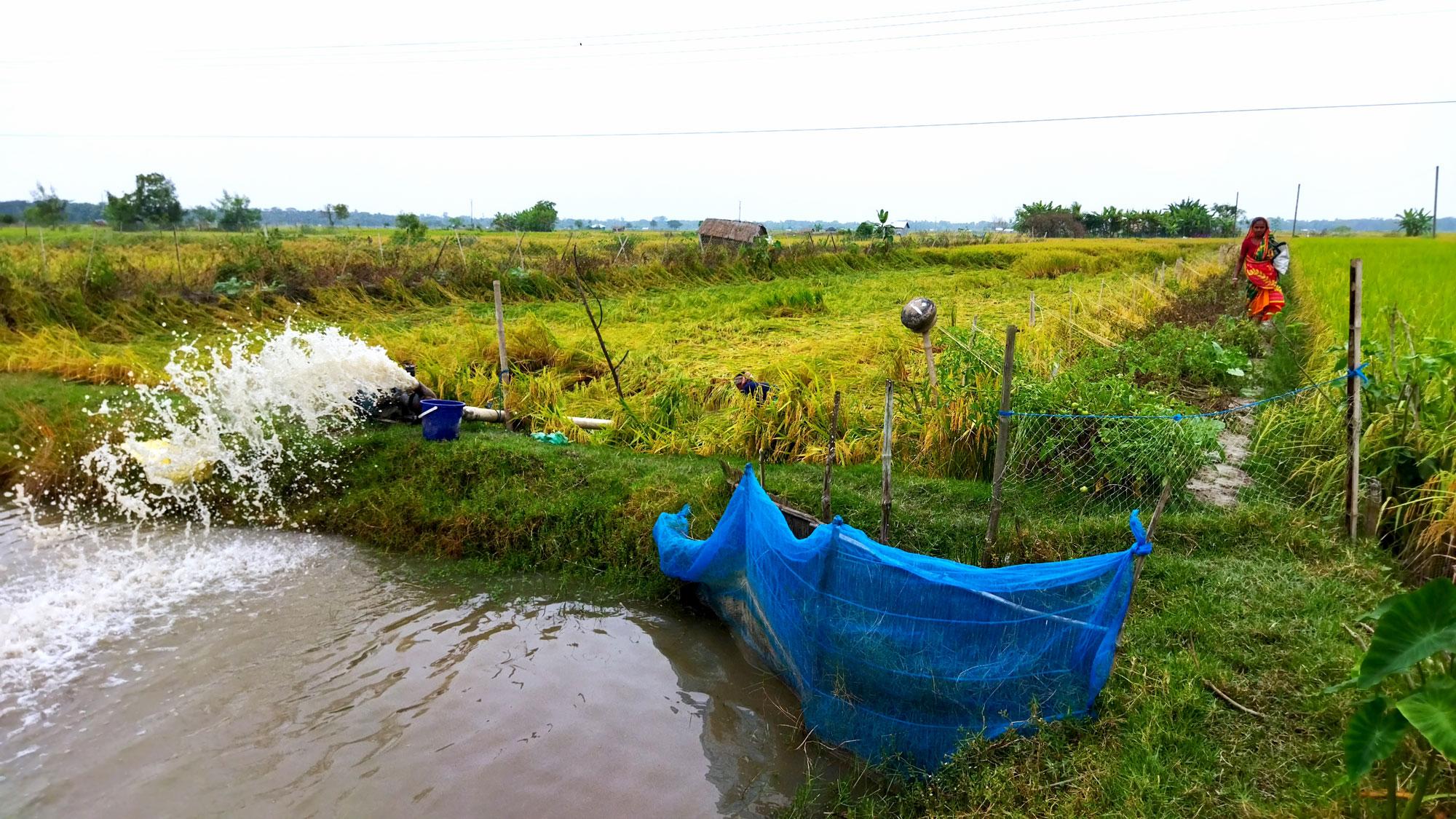 শিলাবৃষ্টিতে এক হাজার হেক্টর জমির ফসল নষ্ট