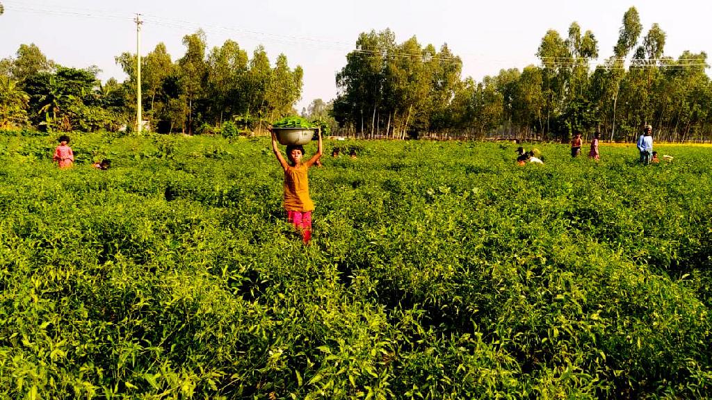 মরিচের দামে চাষির মাথায় হাত, লোকসানের আশঙ্কা