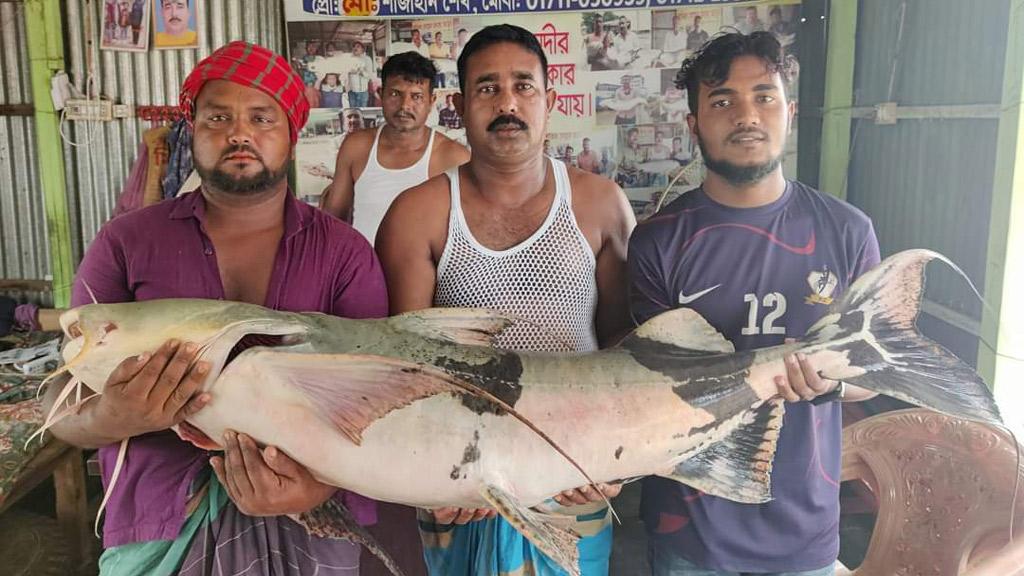 পদ্মায় ধরা পড়ল ২৯ কেজির বাগাড়, ৩৪ হাজারে বিক্রি