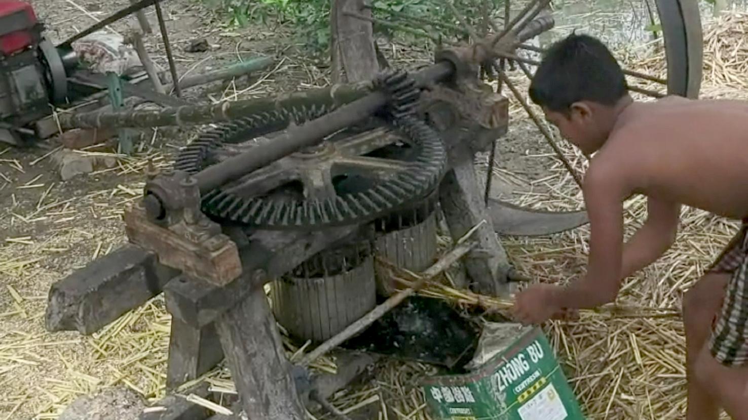 গোখাদ্য ‘চুইন্না’ থেকে সুস্বাদু গুড় তৈরি