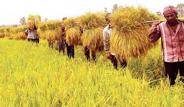 কৃষকের হিসাবে সঞ্চয় কমছে