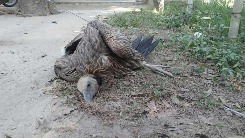 শকুন মৃত্যুর ঘটনায় বন বিভাগের মামলা