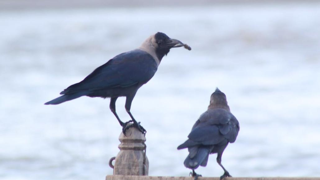 গ্রামেও কমে যাচ্ছে কাক! কারণ কী