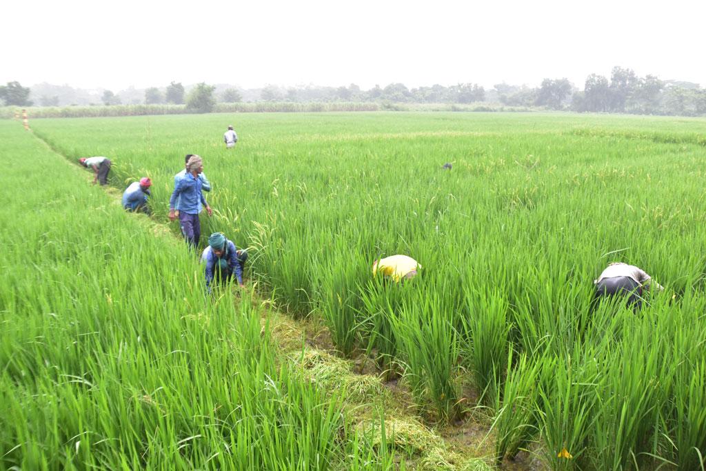 বোরোর উৎপাদন বাড়াতে ৯০ কোটি টাকার প্রণোদনা 