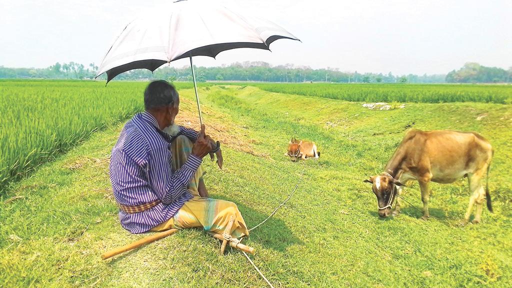 খালে নেই পানি, সেচে ভোগান্তি