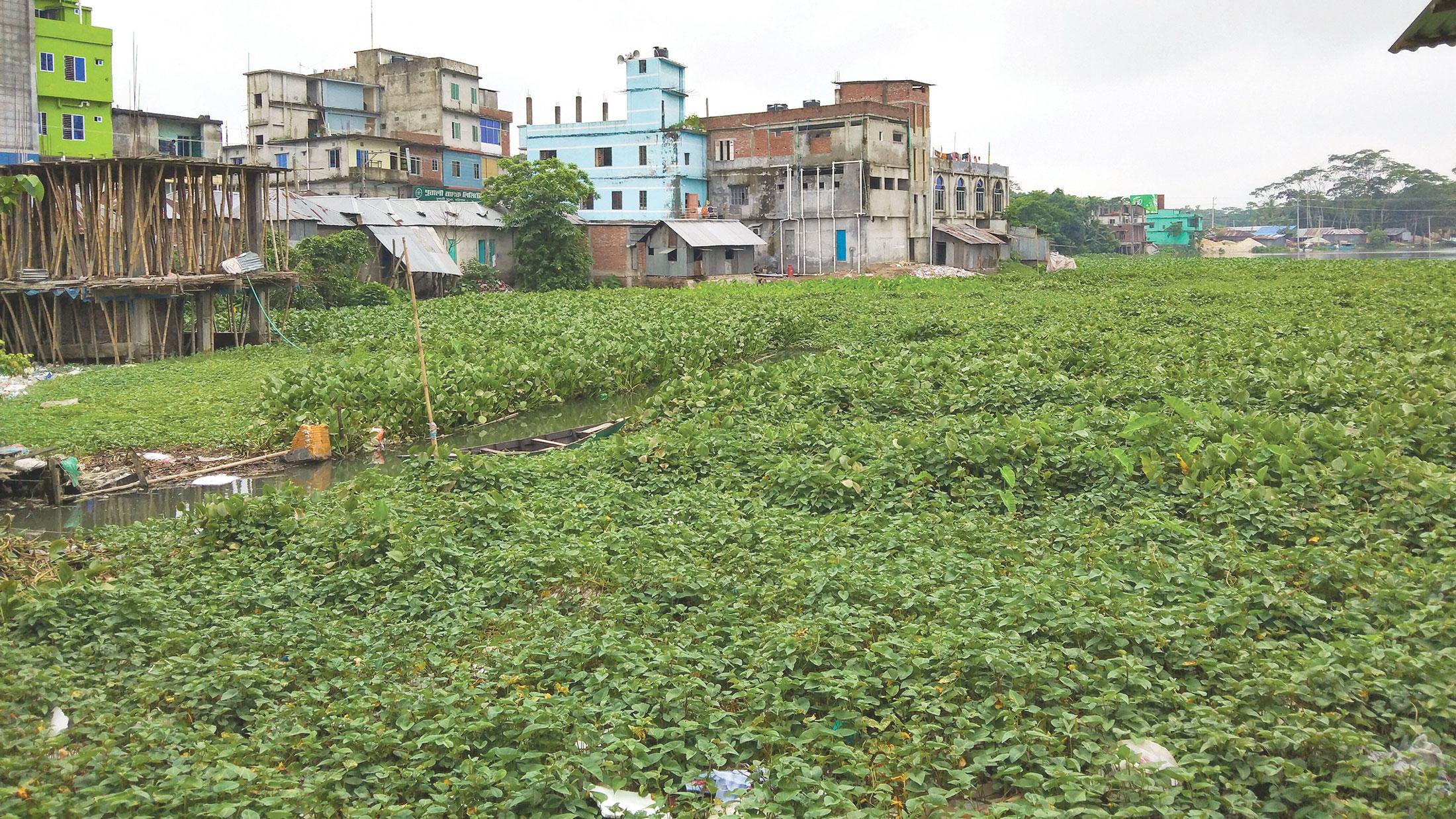 জয়ন্তী নদী ঢাকা কচুরিপানায়