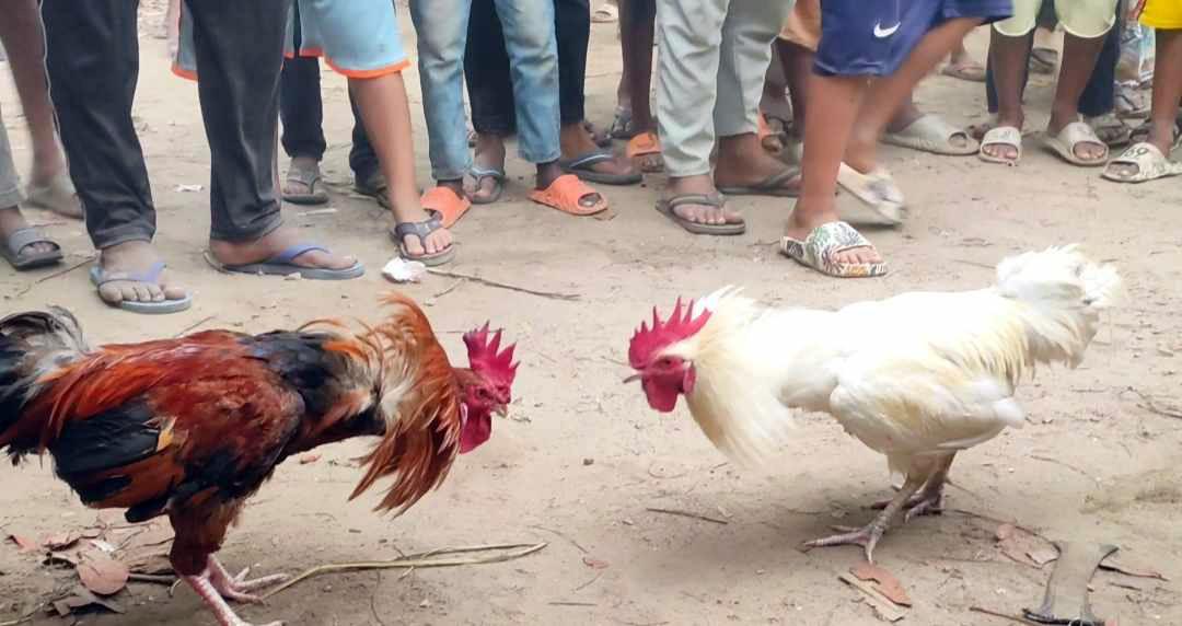 পাবনায় ঐতিহ্যবাহী মোরগ লড়াই, কিং ও কোবরা বিজয়ী