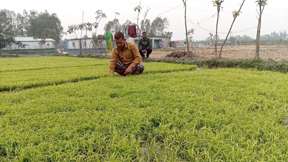 কুয়াশায় নষ্ট হচ্ছে বোরোর বীজতলা, শঙ্কায় কৃষক