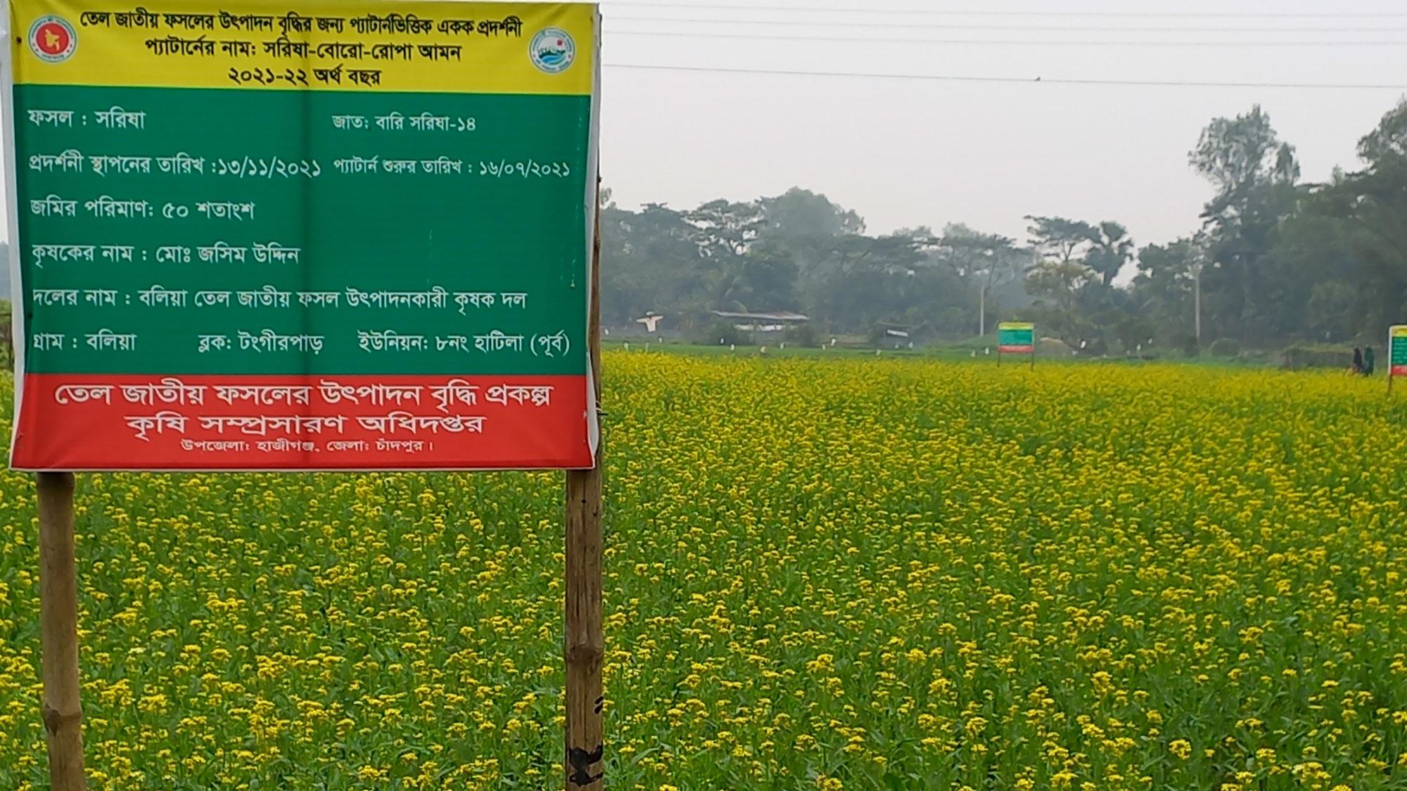 হাজীগঞ্জে সরিষা উৎপাদনের লক্ষ্যমাত্রা নির্ধারণ ৬৫০ টন