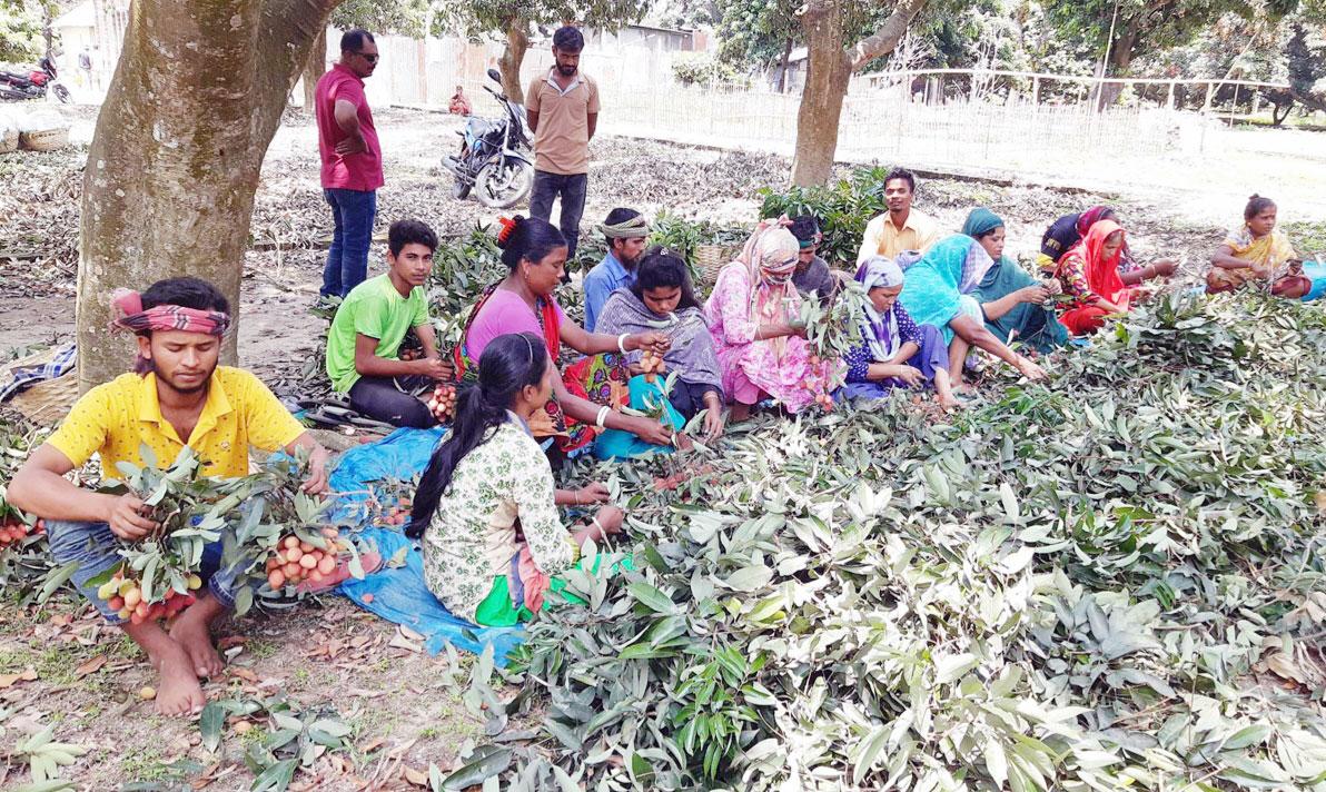 লিচু বাছাইয়ের কাজ করে কারও চলে লেখাপড়া, কারও সংসার