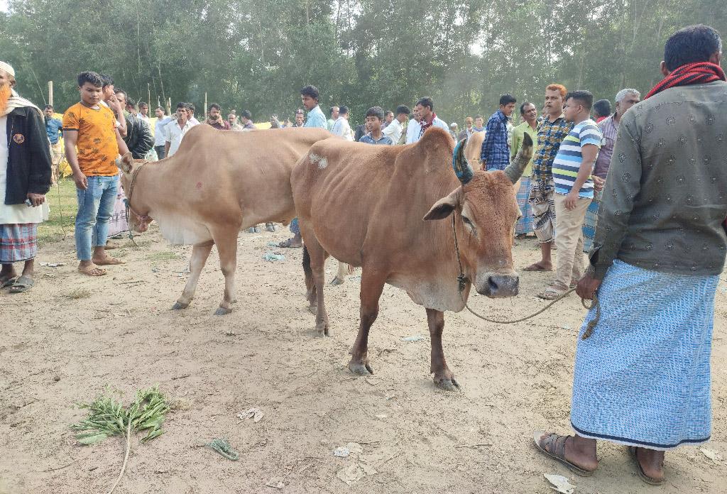 প্রশাসনের নাকের ডগায় চোরাই গরুতে সয়লাব রামুর হাটবাজার