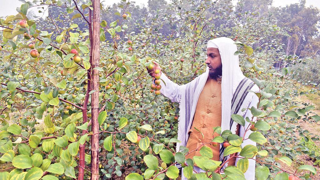 কুল চাষে সফল ফেরদাউজ